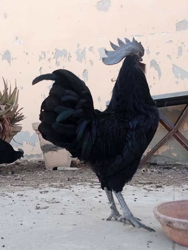 ayam cemani gray tongue egg laying 1