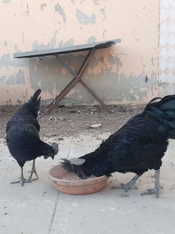 ayam cemani gray tongue egg laying 2