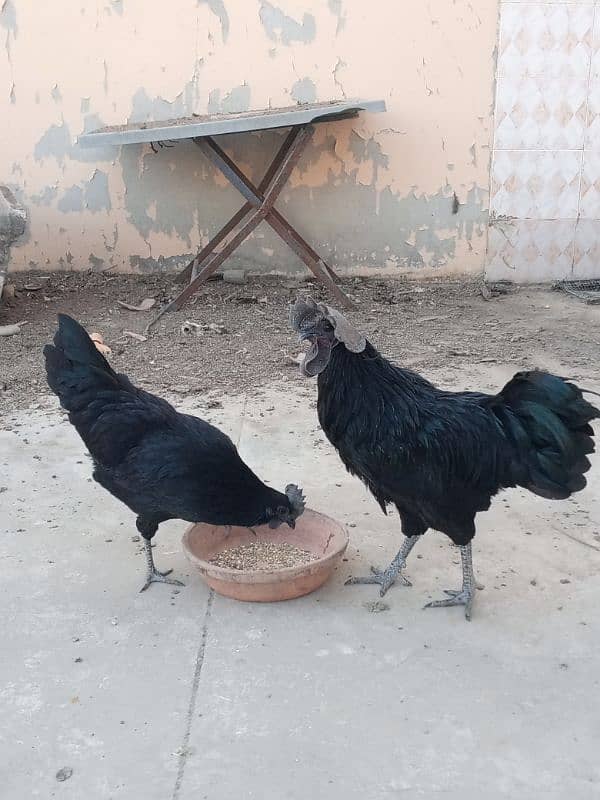 ayam cemani gray tongue egg laying 3