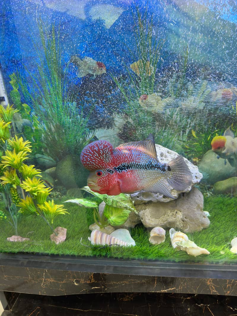 Fish Aquariums/ Aquariums For Sale 2