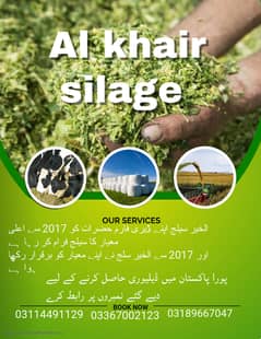 corn silage|silage for sale|al khair silage