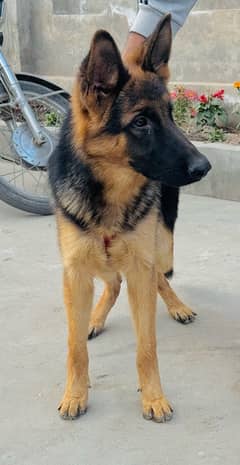 double coat German shepherd