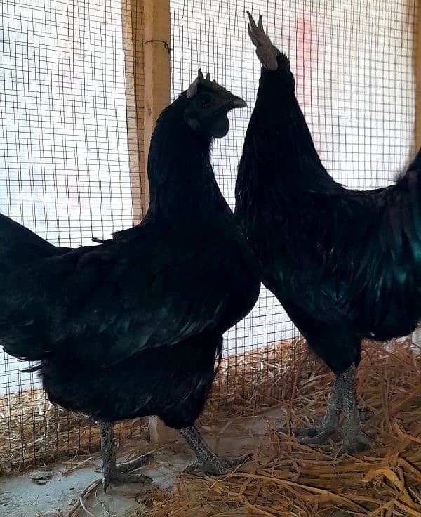 Ayam Cemani 0