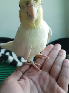 Tamed breeder Cockatiel pair