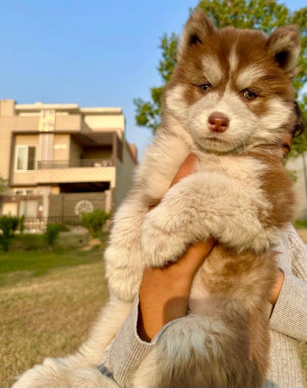 High quality Siberian husky long coated 0