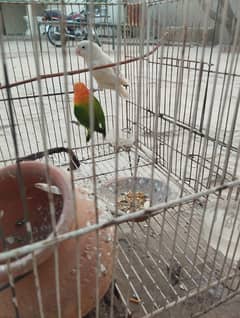 parrot for sale