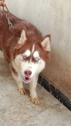 Siberian Husky Brown Female 03163356901