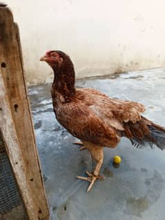 hen for sale