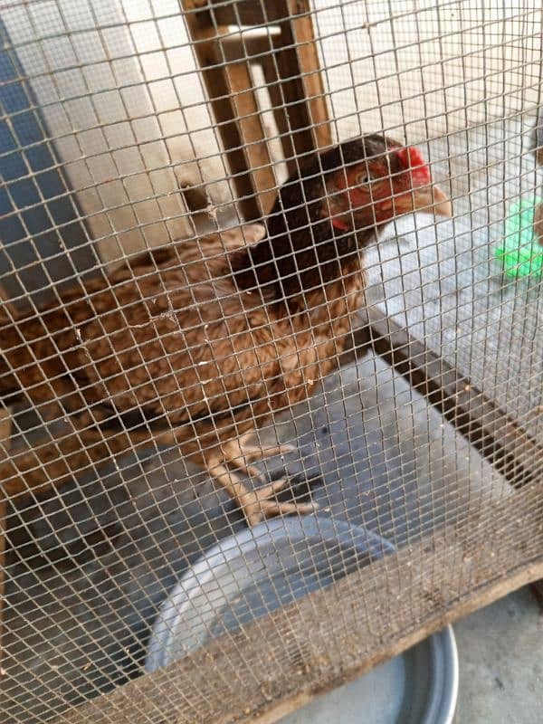 hen for sale 3