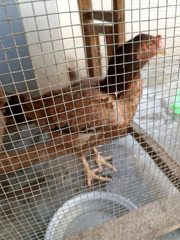 hen for sale 4