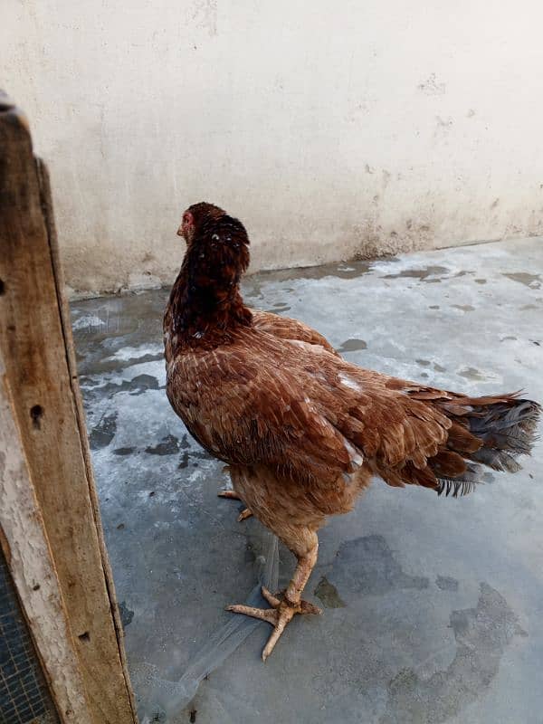 hen for sale 5