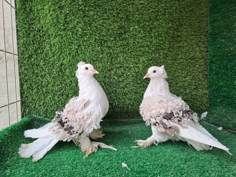 Supreme Quality Frillback breeding pair Pigeons/ kabooter 13