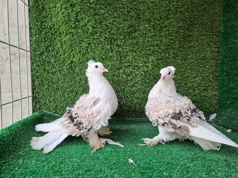 Supreme Quality Frillback breeding pair Pigeons/ kabooter 14