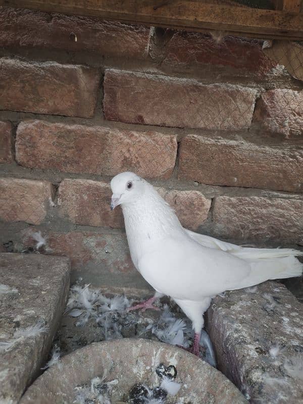 pigeon for sale 2000 per pice jis bhai ko smj ay wahi contact kry 3