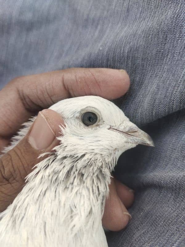 pigeon for sale 2000 per pice jis bhai ko smj ay wahi contact kry 4