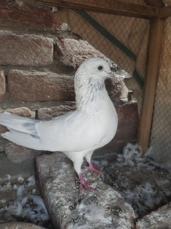 pigeon for sale 2000 per pice jis bhai ko smj ay wahi contact kry 5