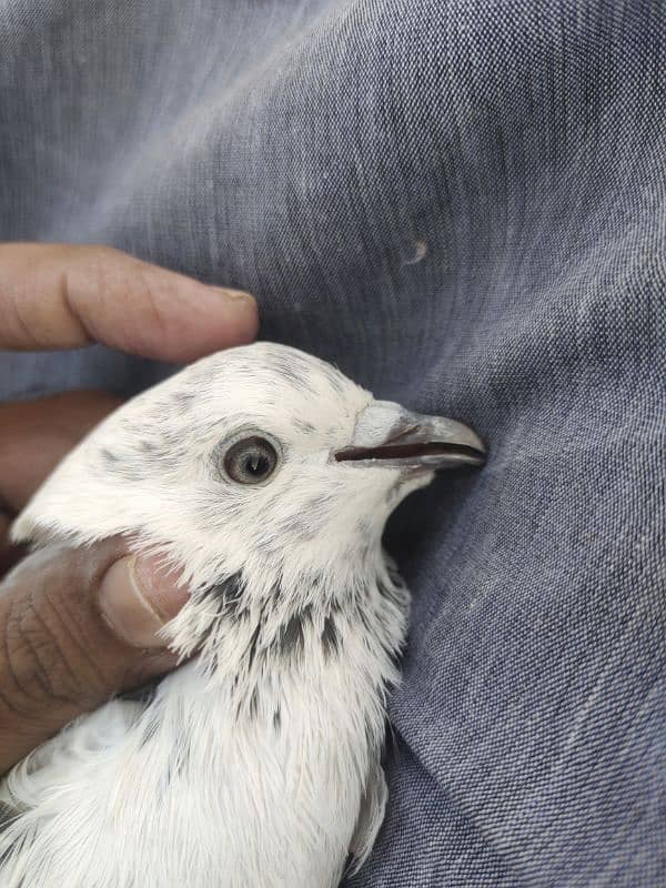 pigeon for sale 2000 per pice jis bhai ko smj ay wahi contact kry 6