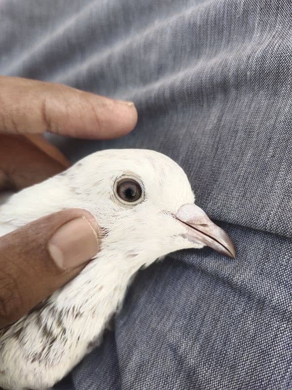 pigeon for sale 2000 per pice jis bhai ko smj ay wahi contact kry 7