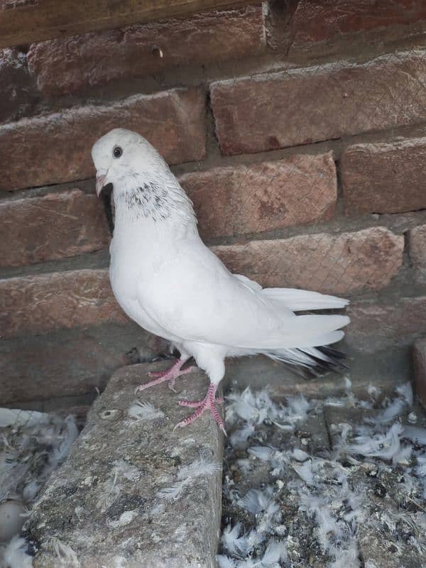 pigeon for sale 2000 per pice jis bhai ko smj ay wahi contact kry 8