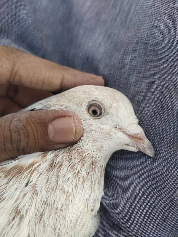 pigeon for sale 2000 per pice jis bhai ko smj ay wahi contact kry 9