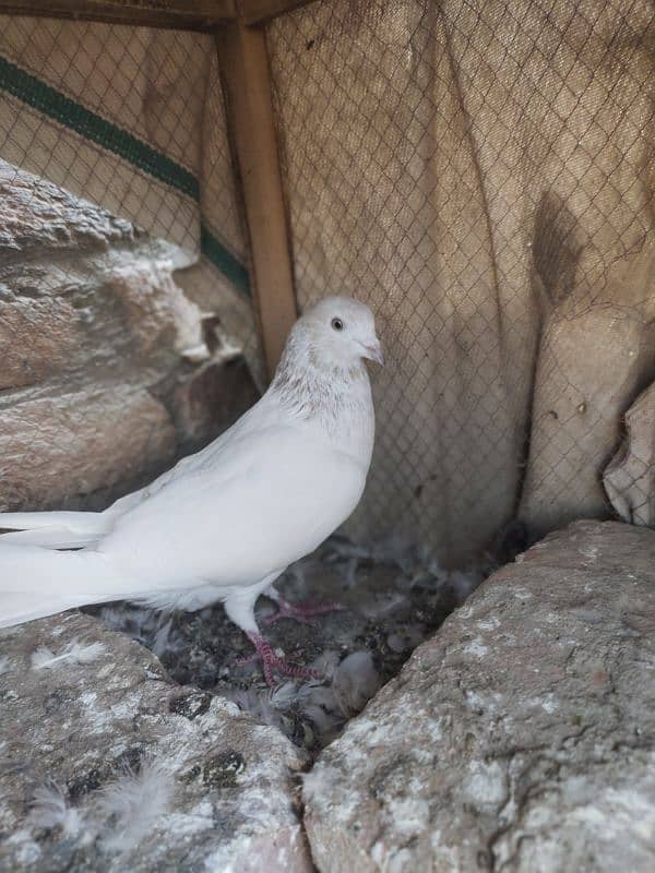 pigeon for sale 2000 per pice jis bhai ko smj ay wahi contact kry 10