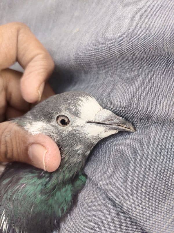 pigeon for sale 2000 per pice jis bhai ko smj ay wahi contact kry 11