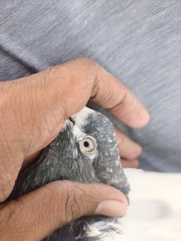 pigeon for sale 2000 per pice jis bhai ko smj ay wahi contact kry 12