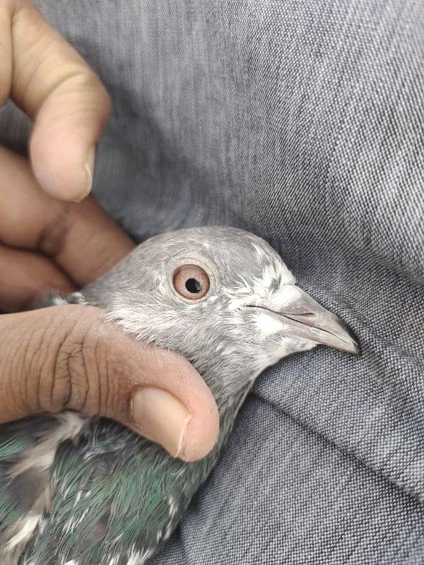 pigeon for sale 2000 per pice jis bhai ko smj ay wahi contact kry 14