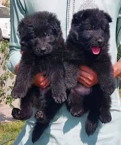 Black German Shepherd Long Coat Pair | German Shepherd Puppies