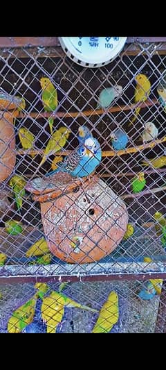 budgies