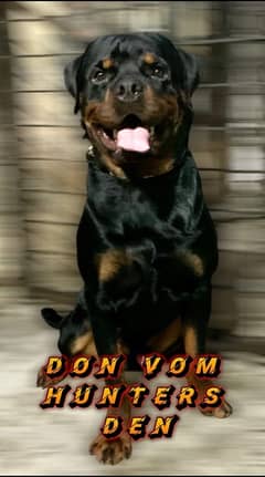 Rottweiler