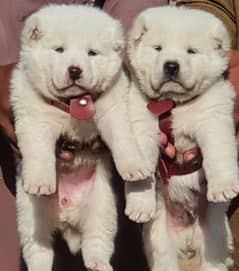 Alabai Dog pair | King Alabai Breed | Alabai Puppies