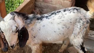 bakra /makhi cheeni Goat / goat for sale / bakri / bakra