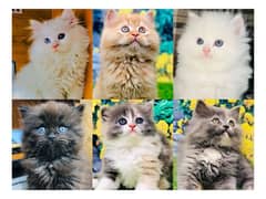 Persian hamalian british punch face piki face cat's and kitten's