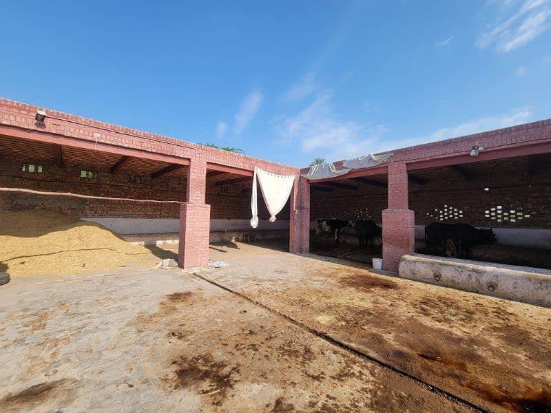 فارم و زرعی زمین برائے فروخت و رینٹ بای پاس روڈ نذر جھنگ سٹی 6