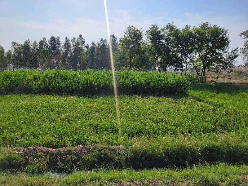 فارم و زرعی زمین برائے فروخت و رینٹ بای پاس روڈ نذر جھنگ سٹی 9