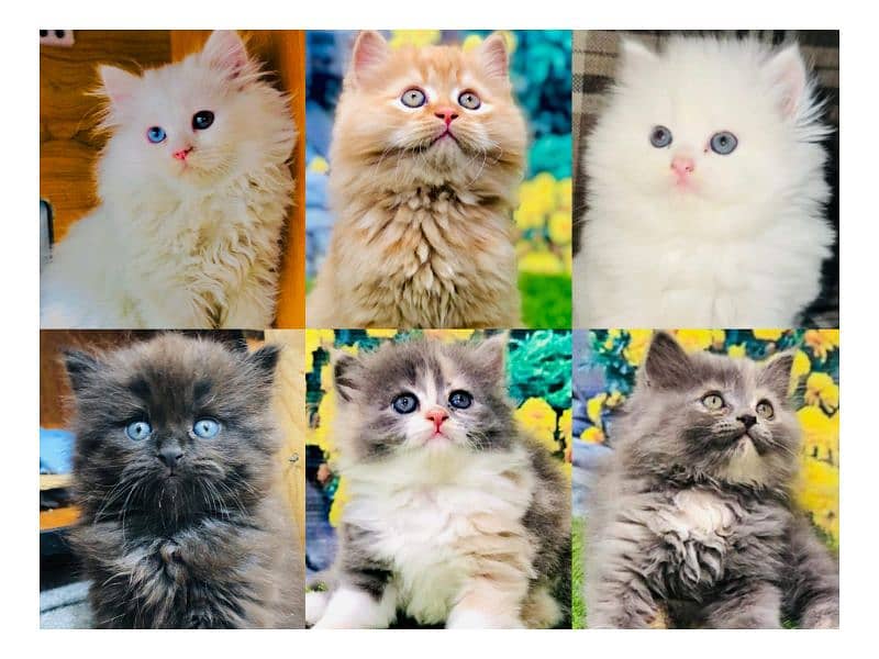 Persian hamalian british punch face piki face cat's and kitten's 0