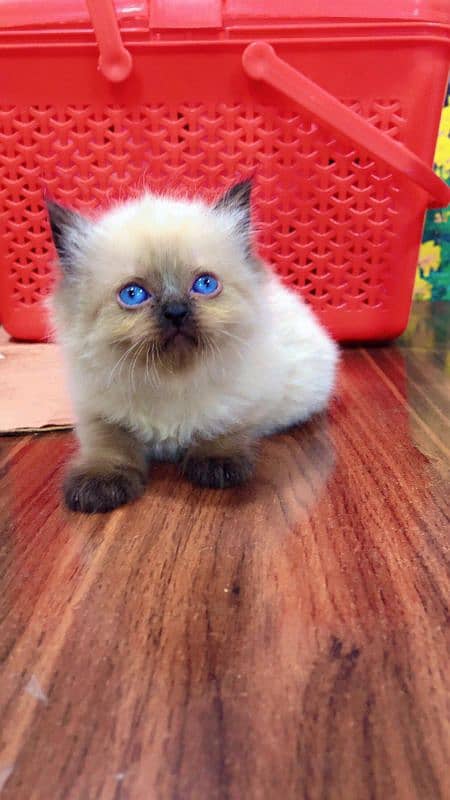 Persian hamalian british punch face piki face cat's and kitten's 4