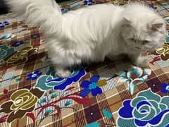 Triple coat persion cat very play full