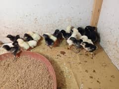 Aseel Heera Chicks | Mushkay Chicks | Aseel hen | Chicks For sale