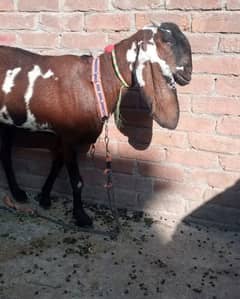 Goat | Nagra Bakri | Nagra Goat | female Goat for sale