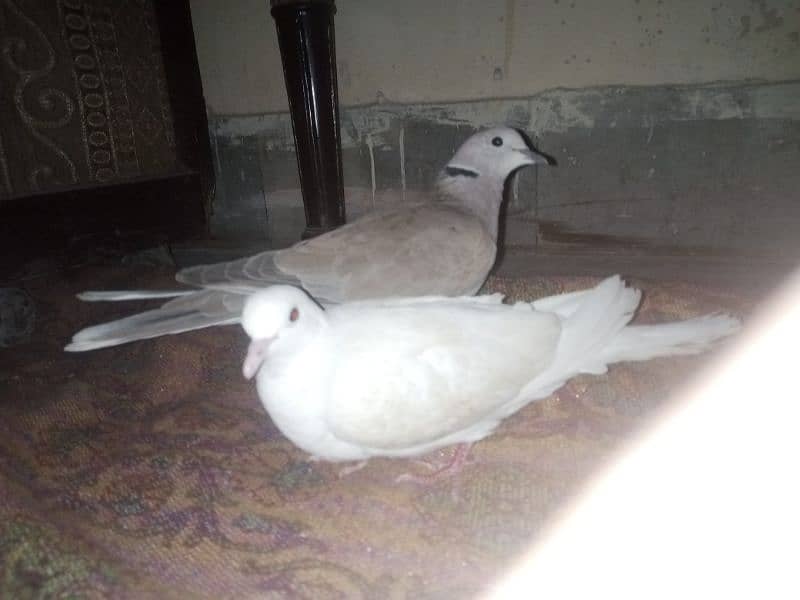 white &brown dove pair 0