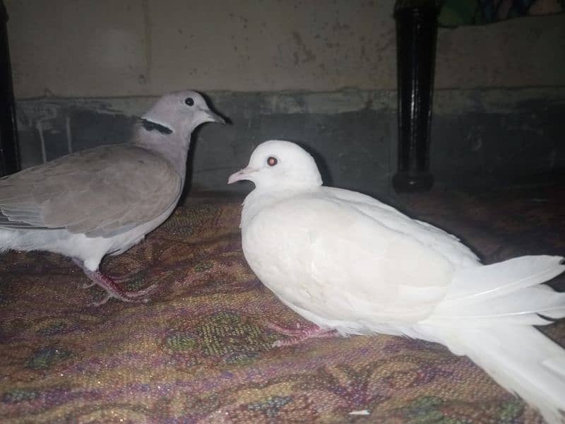 white &brown dove pair 1