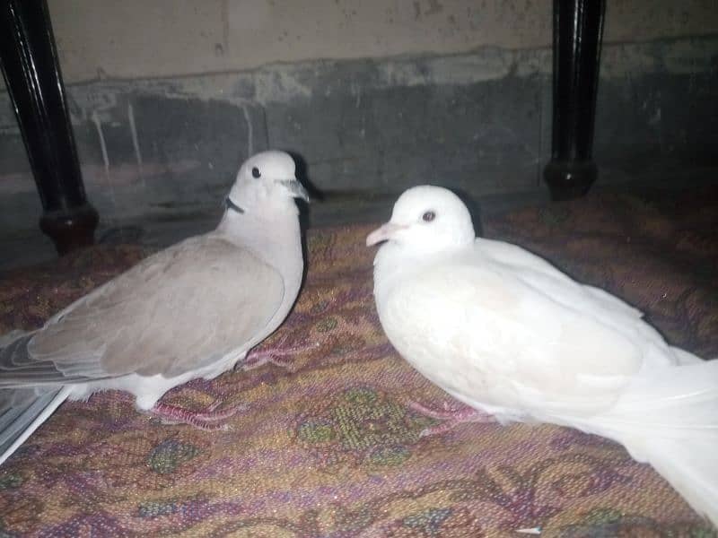 white &brown dove pair 2