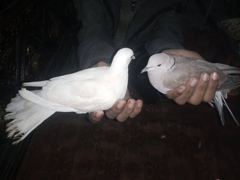 white &brown dove pair 3