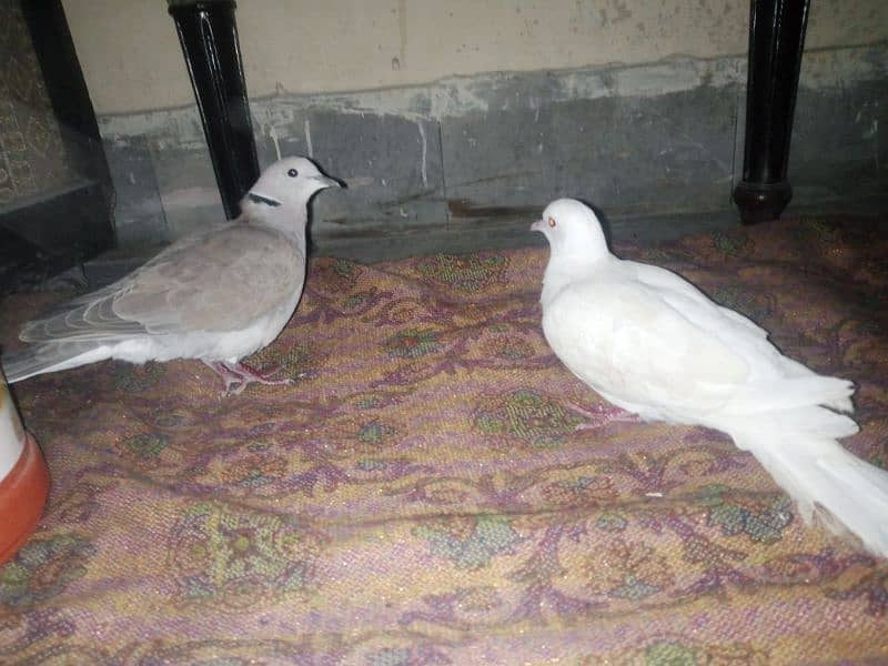 white &brown dove pair 4