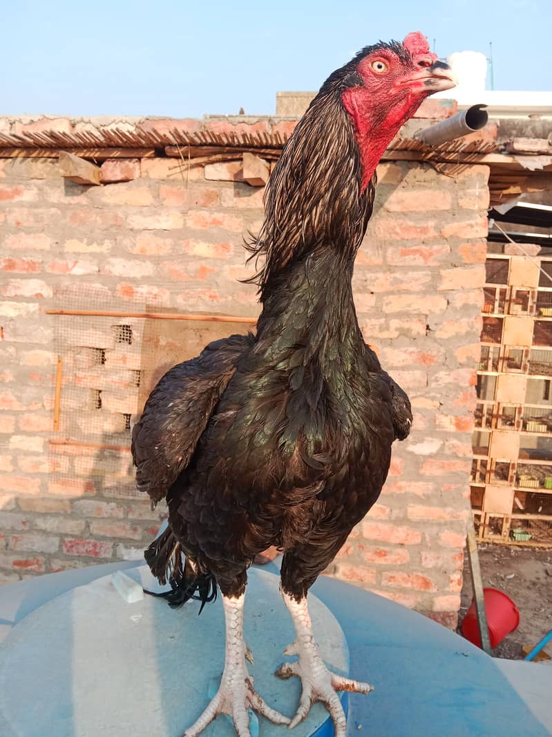 Aseel hens And cock setup for sale 9