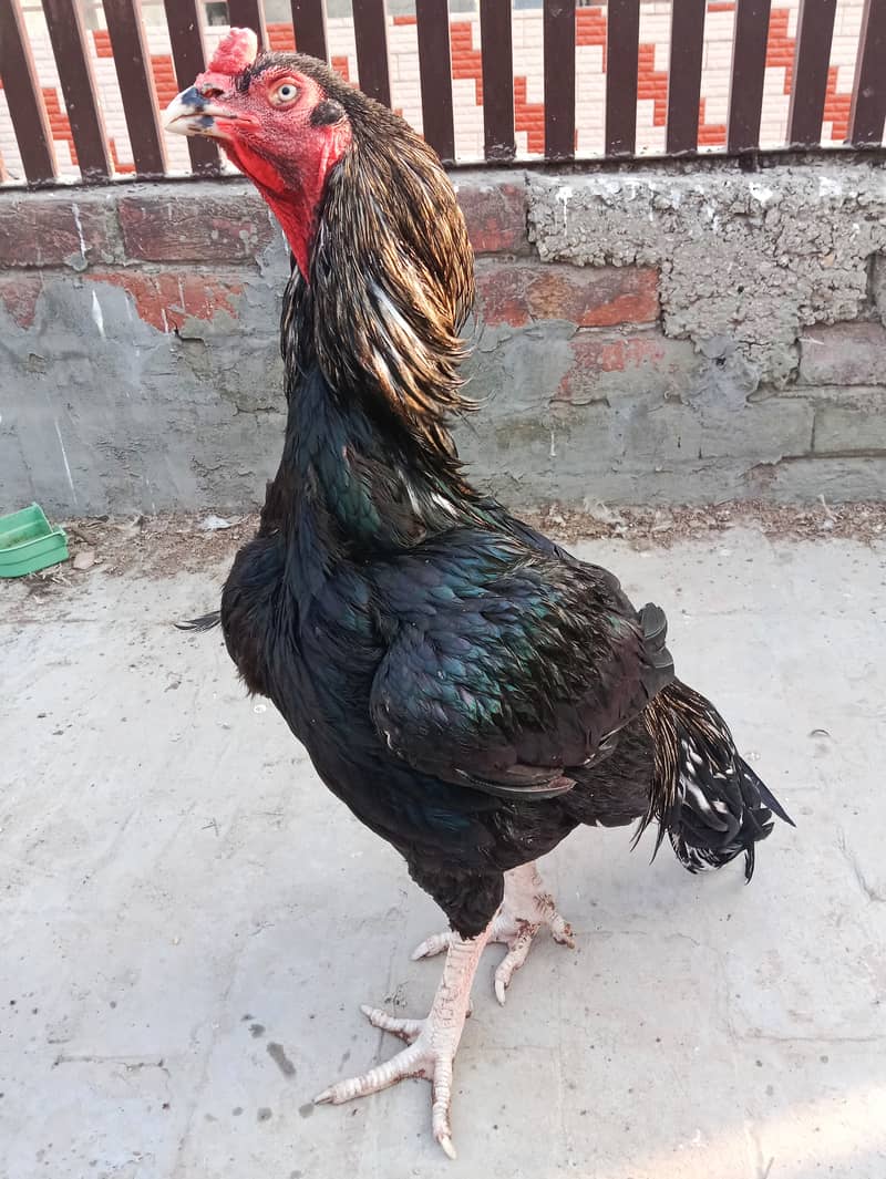 Aseel hens And cock setup for sale 10