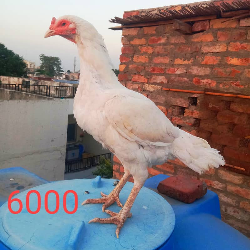 Aseel hens And cock setup for sale 11