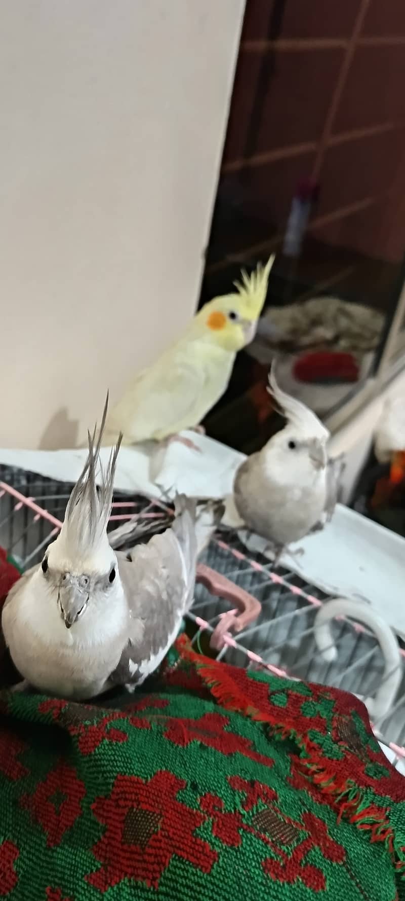 3 cockatiel for sale (No Cargo) 2